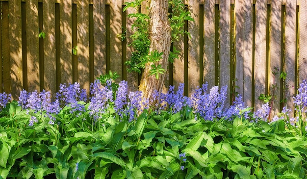Campanillas que crecen en un jardín verde en un día soleado con un fondo de puerta de madera Detalles de flores azules en armonía con la naturaleza campo de flores silvestres tranquilo en un patio trasero tranquilo zen