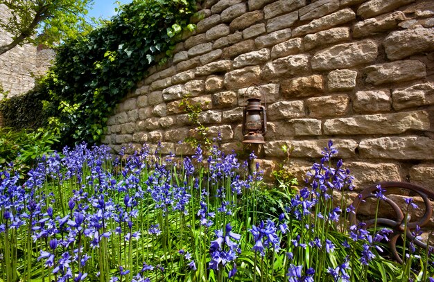 campanillas, viejo, pared piedra, inglaterra