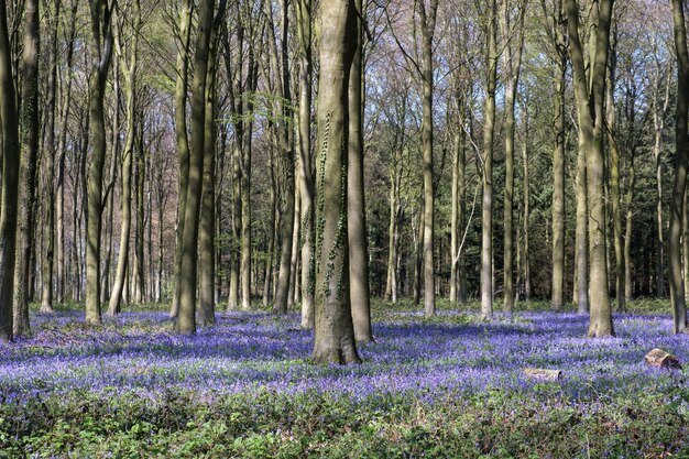 Campanillas en Wepham Wood