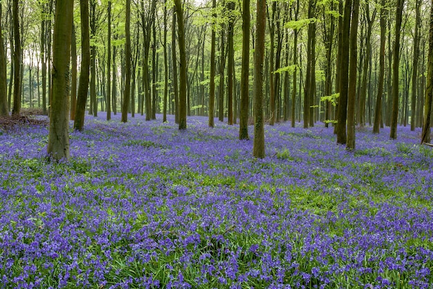 Campanillas en Wepham Woods