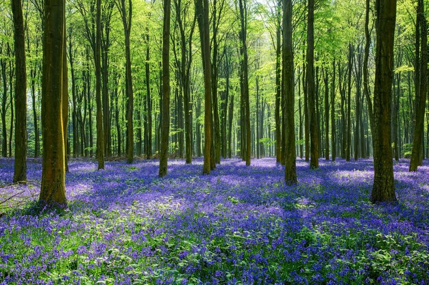 Campanillas en Wepham Woods