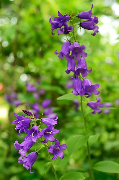 Campanula Blumen