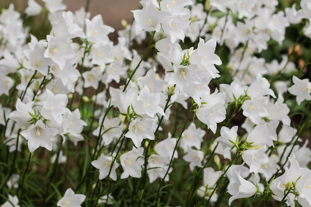 Campanula carpatica lindas flores de sino branco