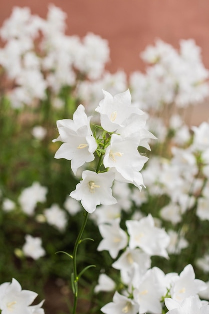 Campanula carpatica lindas flores de sino branco