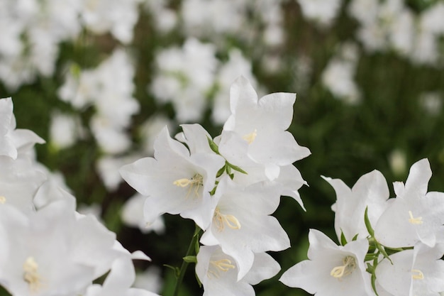 Campanula carpatica schöne weiße Glockenblumen