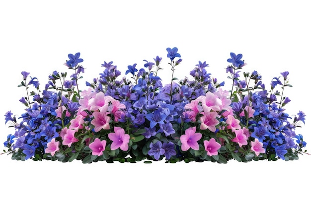 Foto campanula flores azules y rosas lecho de flores aislado sobre fondo blanco