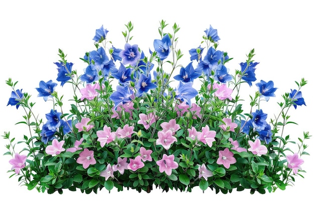 Foto campanula flores azules y rosas lecho de flores aislado sobre fondo blanco