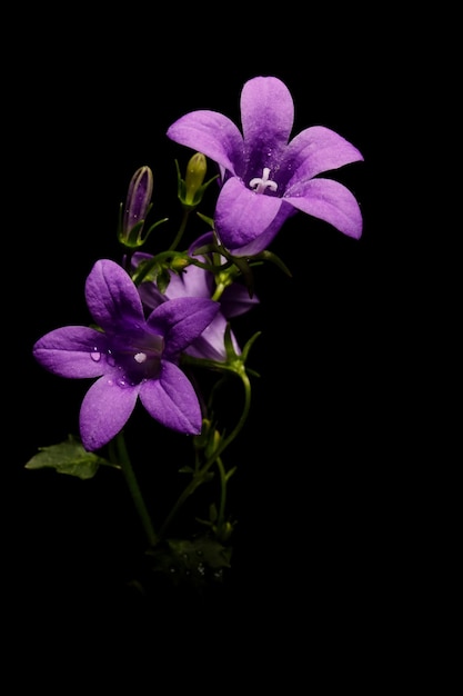 Campanula-Glockenblumen