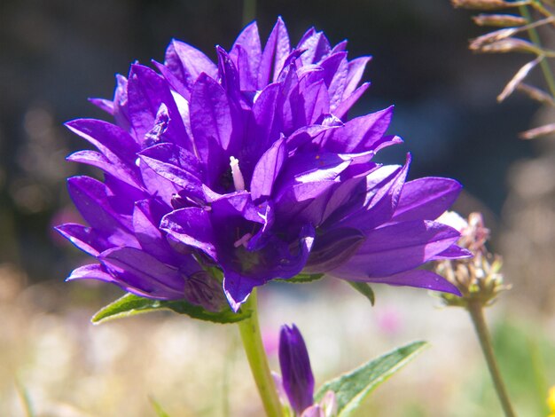 Campanula glomerata