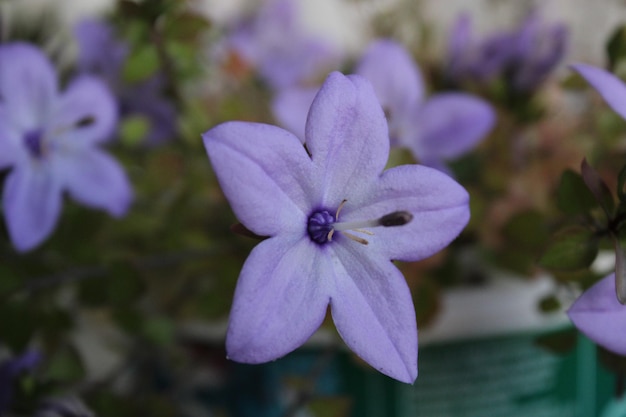 Campanula isophylla es una especie de planta. campanilla italiana, estrella de Belén, estrellas fugaces.