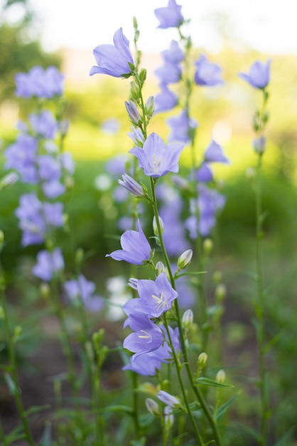 Campanula Persicifolia Peach Leaves Bell flores