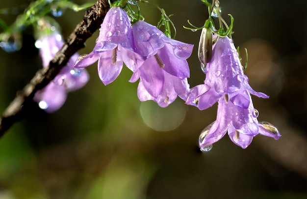 Campanulaceae Blumenmakro