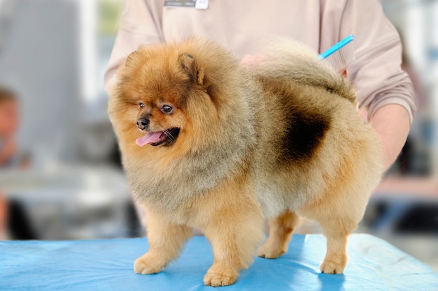 Campeão da Pomerânia Pomerânia na mesa de exibição.