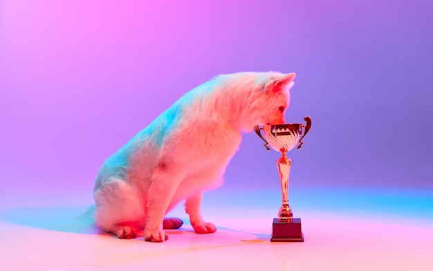 Campeón foto de estudio de pastor suizo blanco posando con trofeo aislado sobre rosa degradado