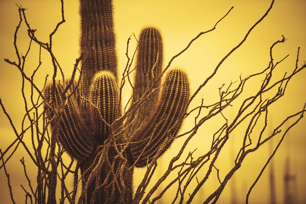 Foto campeón saguaro arizona