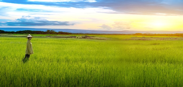 Campesina de pie mirando las plántulas de arroz verde en un campo de arroz con un hermoso cielo y nubes