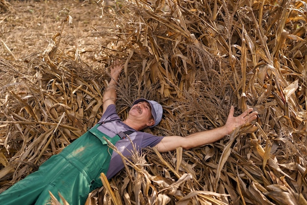 Campesino descansando mientras está acostado en las plantas de maíz después de la cosecha