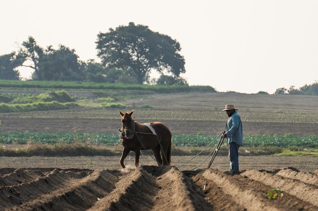 Campesino mexicano labrando la tierra con un caballo para sembrar amaranto