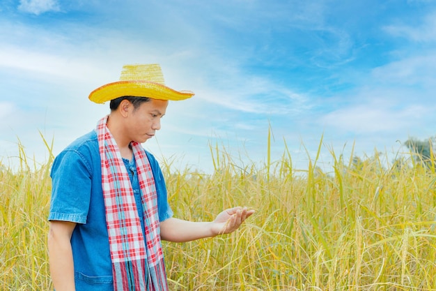 Los campesinos asiáticos con túnicas y sombreros se encuentran en un campo de arrozales dorados.