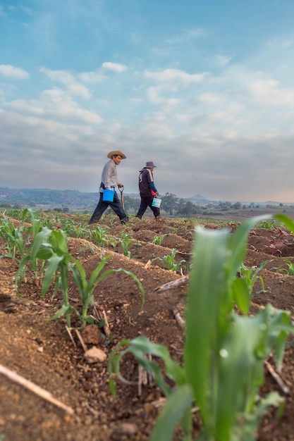 Campesinos en el campo de maíz