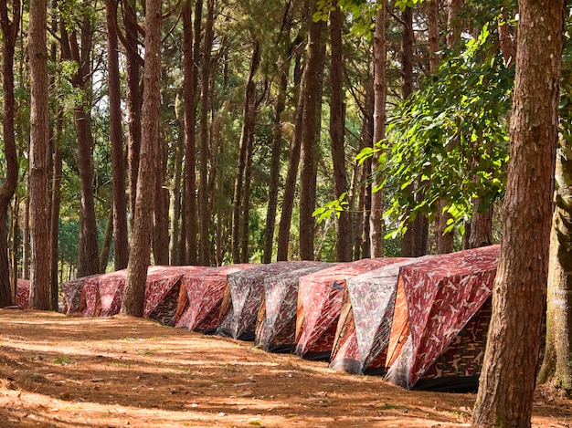 Foto el camping en el bosque de pinos es muy popular.