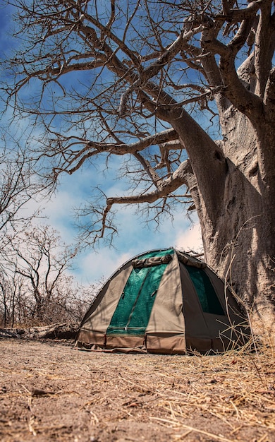 Camping junto a un árbol Baobab en Botswana África