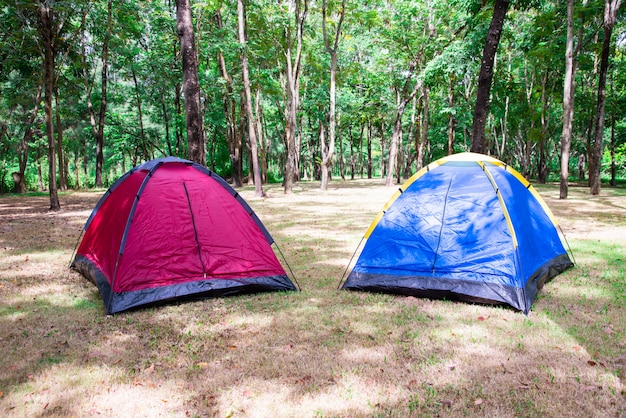 Camping und Zelt unter Baum im Morgensonnenaufgang.