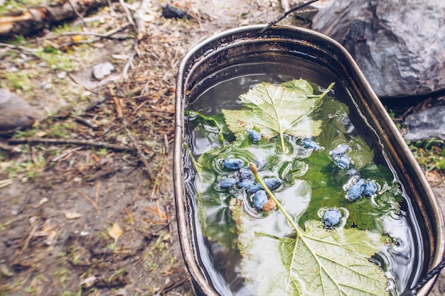 Campingtopf mit Tee mit blauen Geißblattbeeren und Johannisbeerblättern. Kräutertee authentische Sommerküche im Freien. Leben im Grünen, Wandertouren-Routine