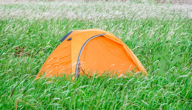 Campingzelt auf Graswiesenlandschaftsgrünfeld