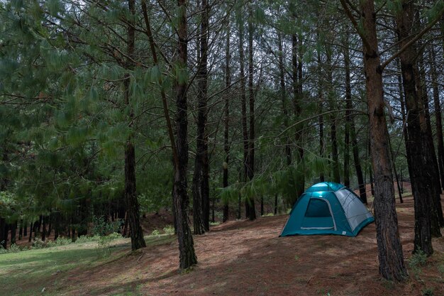 Campingzelt nachts im Wald