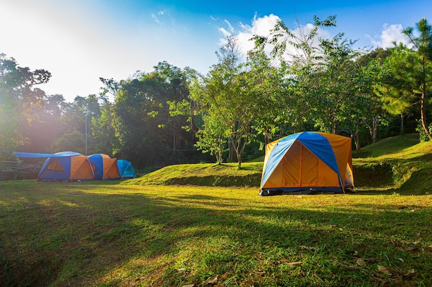 Campingzelte im Pinienwald am See