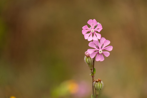 Campion Silene Colorata flores cor-de-rosa brilhantes e botões fechados