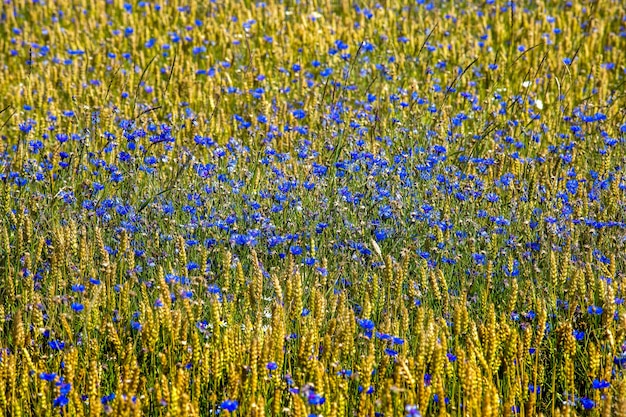 Campo de acianos. Flores azules