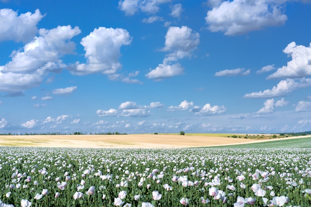 Foto campo de adormidera blanca, en latín papaver somniferum. cloudscape, cielo con nubes. la amapola de color blanco se cultiva a menudo en la república checa. bohemia admitida cuadro, sur de praga.