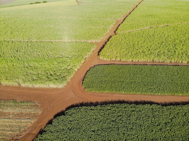 Campo aéreo de caña de azúcar en Brasil