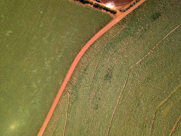 Campo aéreo de caña de azúcar en Brasil.