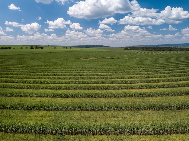 Campo aéreo de caña de azúcar en Brasil.