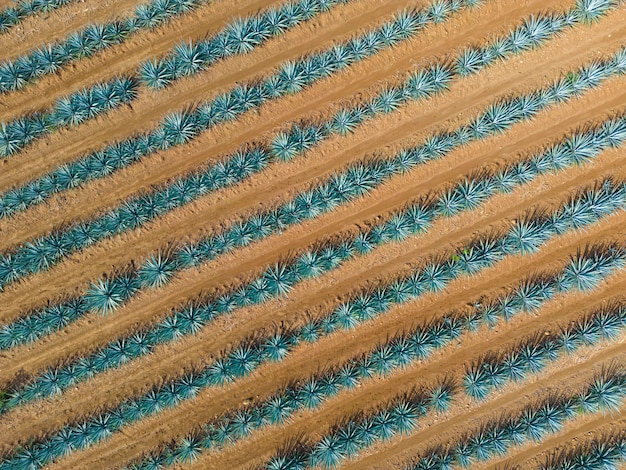 Campo de agave azul - Campos de paisajes de plantas de tequila de agave en Jalisco, México