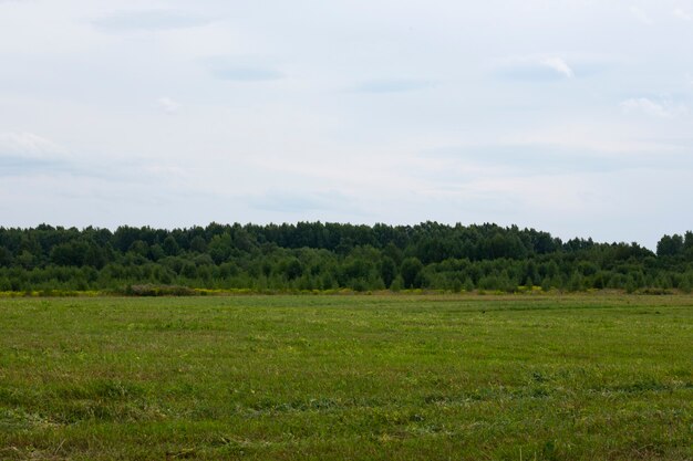 Campo en agosto, con un bosque y un cielo azul de fondo