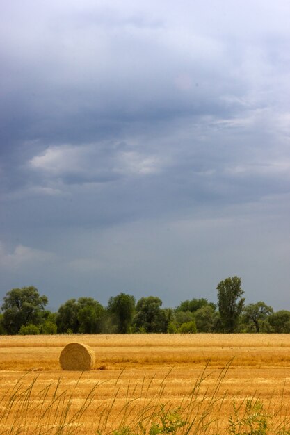 Campo agrícola agrícola pajar paisaje tranquilo tiempo de cosecha en un campo agrícola en Almaty