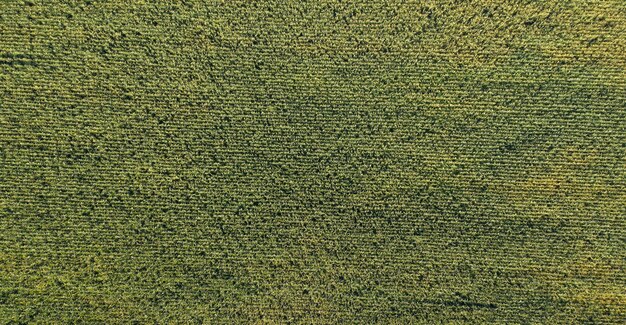 campo agrícola agricultura vista desde arriba drone disparar vista superior