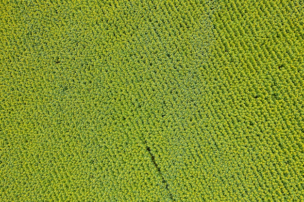 campo agrícola agricultura vista desde arriba