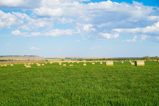 Campo agrícola en Alberta con fardos de heno