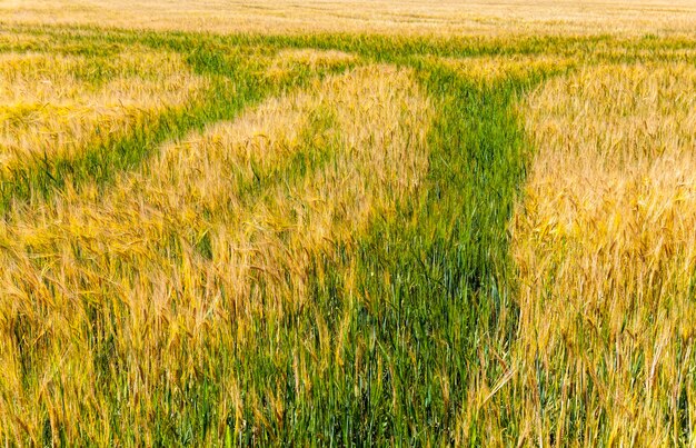 Campo agrícola antes de la cosecha de cebada