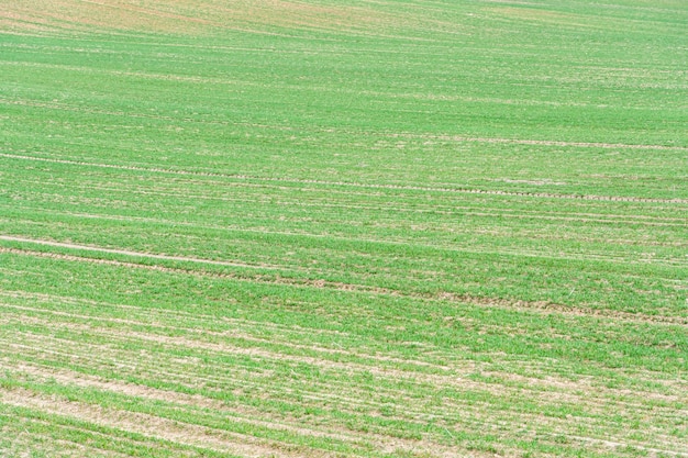 Campo agrícola arado Un lugar ecológicamente limpio para el cultivo de cereales