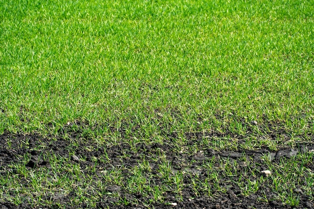 Campo agrícola arado Um local ecologicamente limpo para o cultivo de grãos