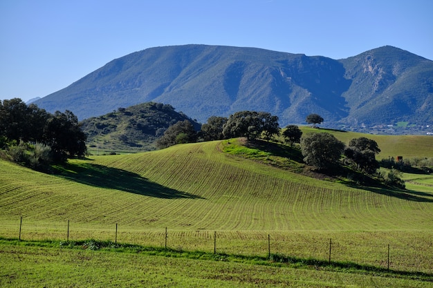 Campo agrícola y árboles en las colinas en un día soleado