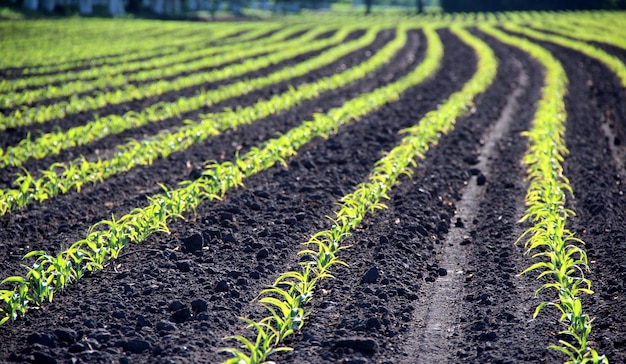 Campo agrícola con brotes de plantas verdes en línea