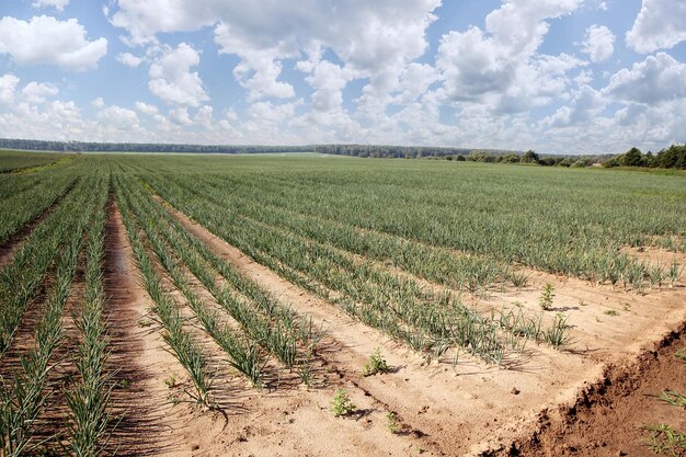 Campo agrícola con cebollas