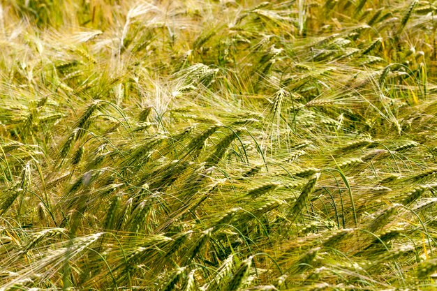 Un campo agrícola con centeno, el centeno de maduración cambia de color de verde a amarillo.